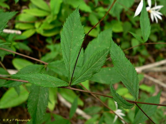 {Gillenia trifoliata}